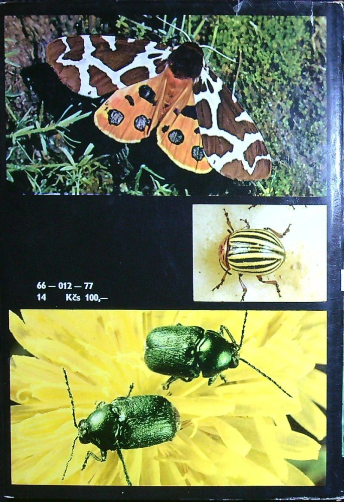 Veľký obrazový atlas hmyzu