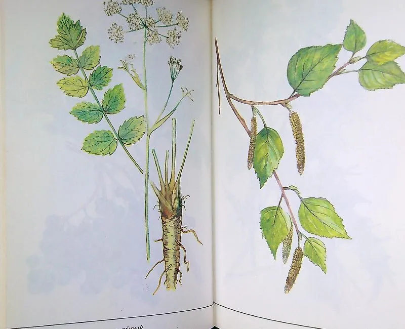 Zber liečivých rastlín