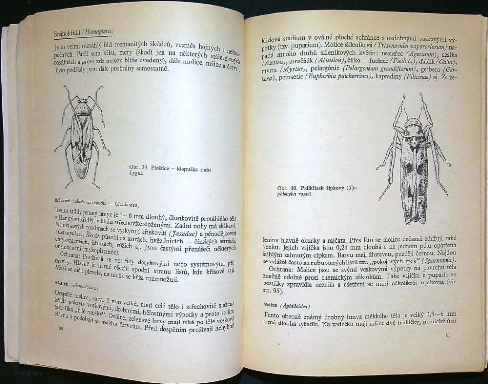 Choroby a škůdci okrasných rastlin