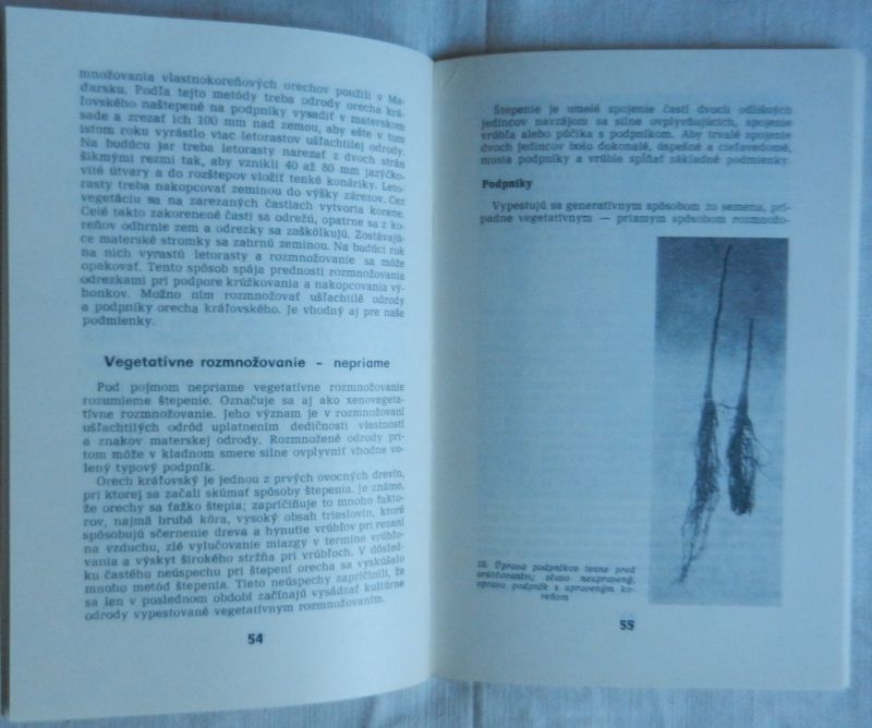 Orech pestovanie a použitie