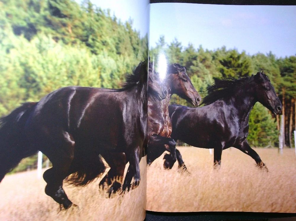 Fríský kůň - černá perla