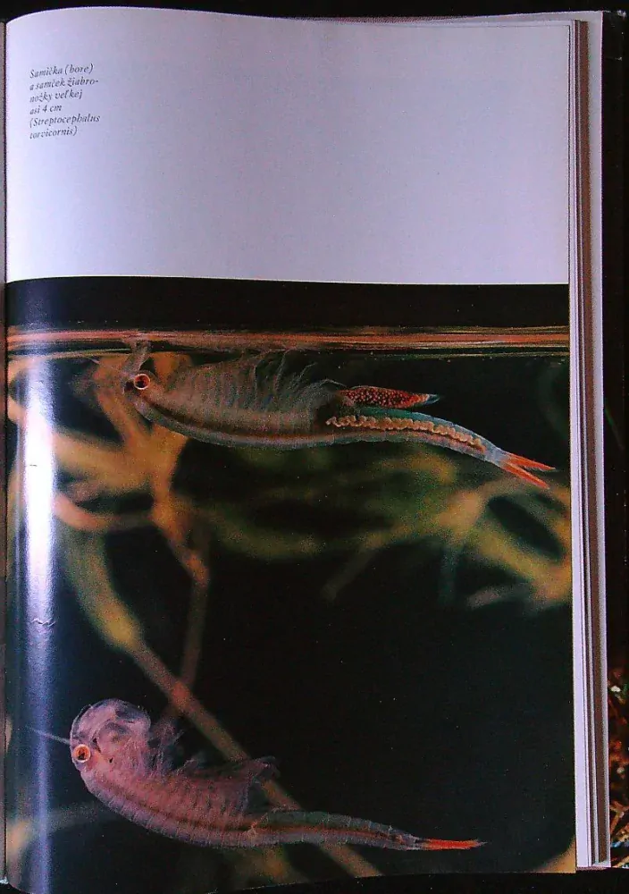 Potulky prírodou II.