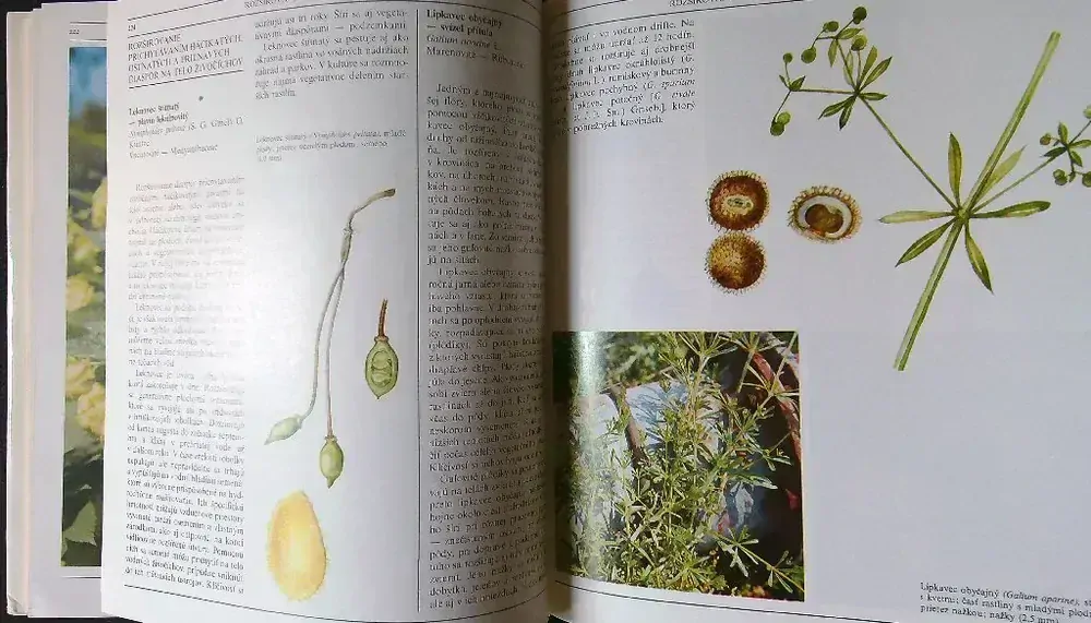 Ako sa rozmnožujú a rozširujú rastliny