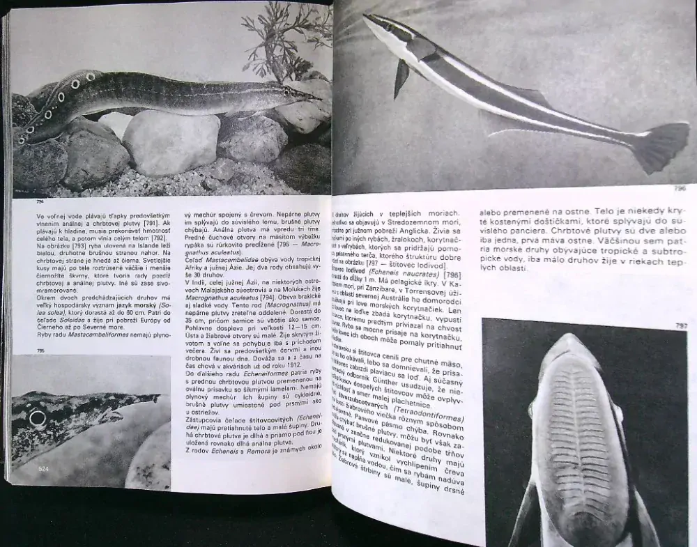 Veľký obrazový atlas rýb