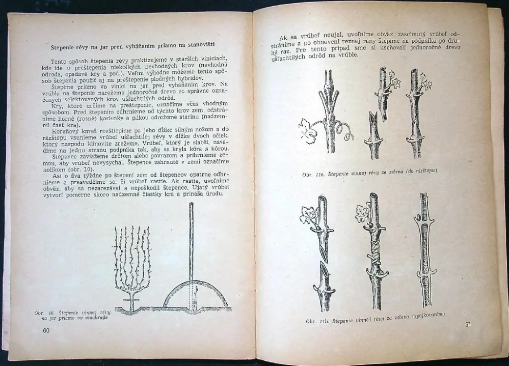 Vinohradníctvo 1954