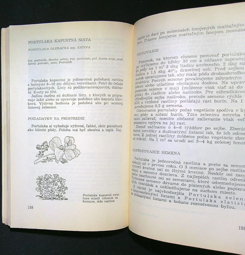 Pestovanie a príprava málo známej zeleniny