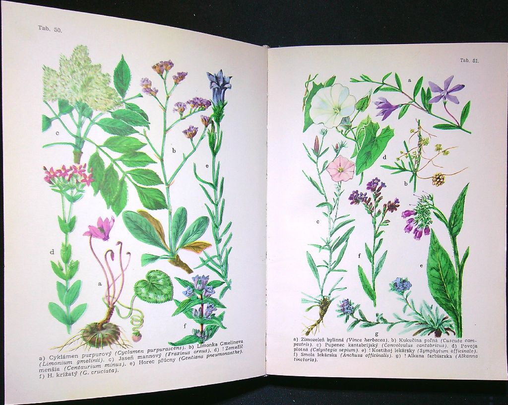 Kvety lesov a lúk 1966