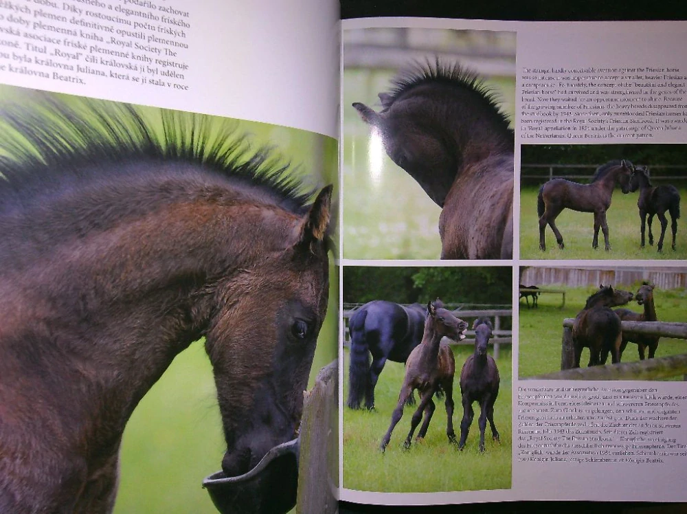 Fríský kůň - černá perla