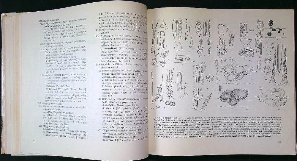 Kľúč na určovanie výtrusných rastlín II.