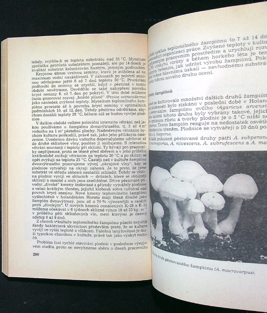 Pěstování jedlých hub