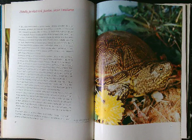 Potulky prírodou IV.