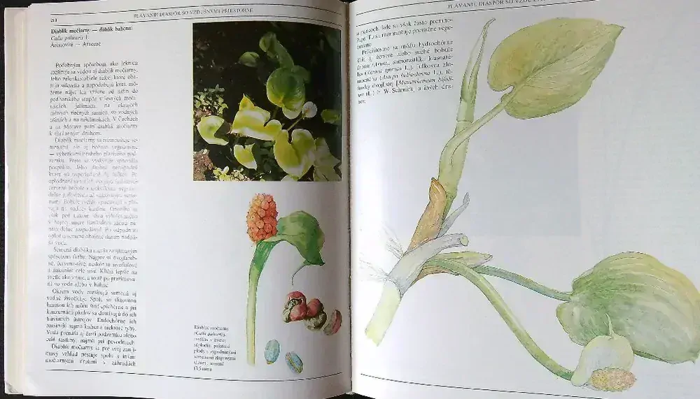 Ako sa rozmnožujú a rozširujú rastliny