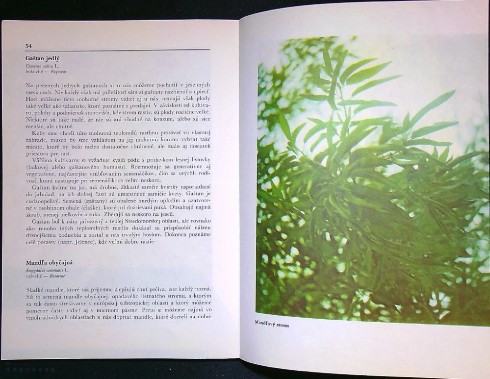 Pestujeme južné ovocie