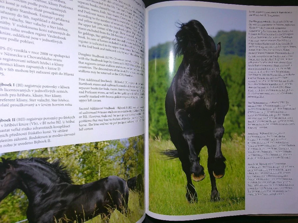 Fríský kůň - černá perla