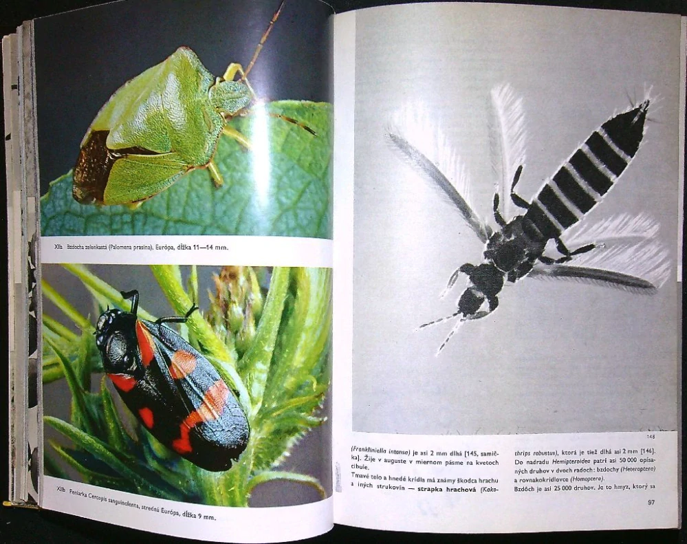 Veľký obrazový atlas hmyzu