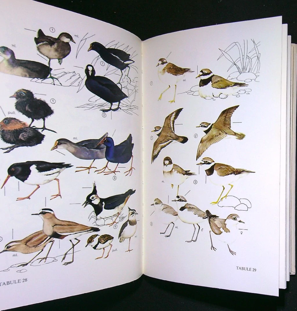 Klíč k určování našich ptáků v přírodě