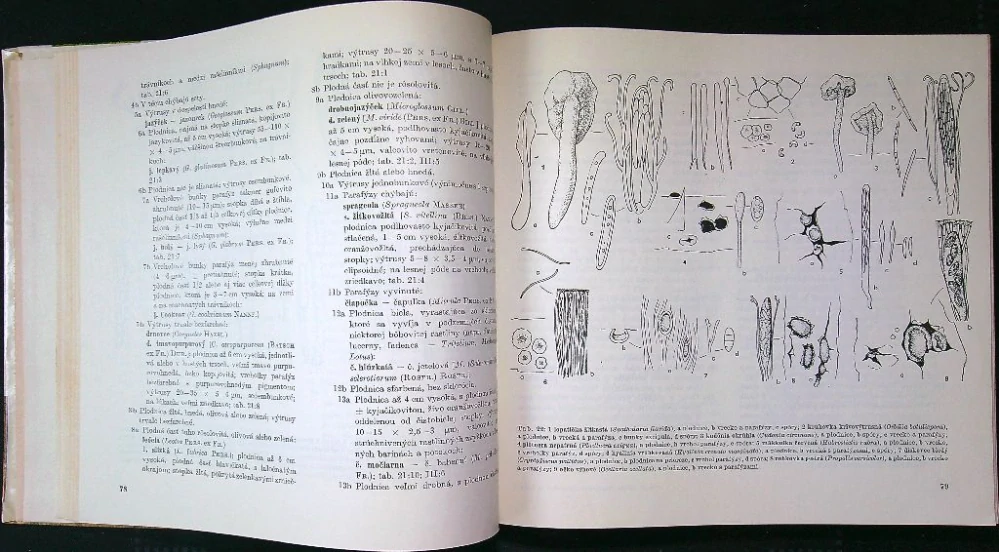 Kľúč na určovanie výtrusných rastlín II.