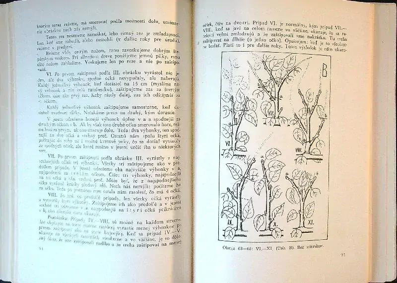 Zákrsky kerové a tvarované