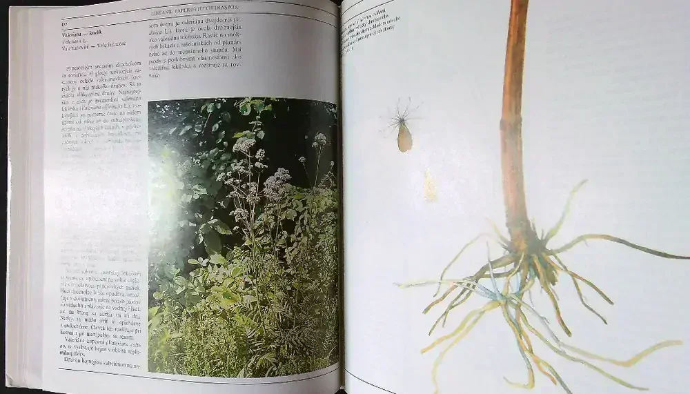 Ako sa rozmnožujú a rozširujú rastliny