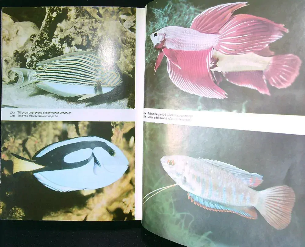 Veľký obrazový atlas rýb