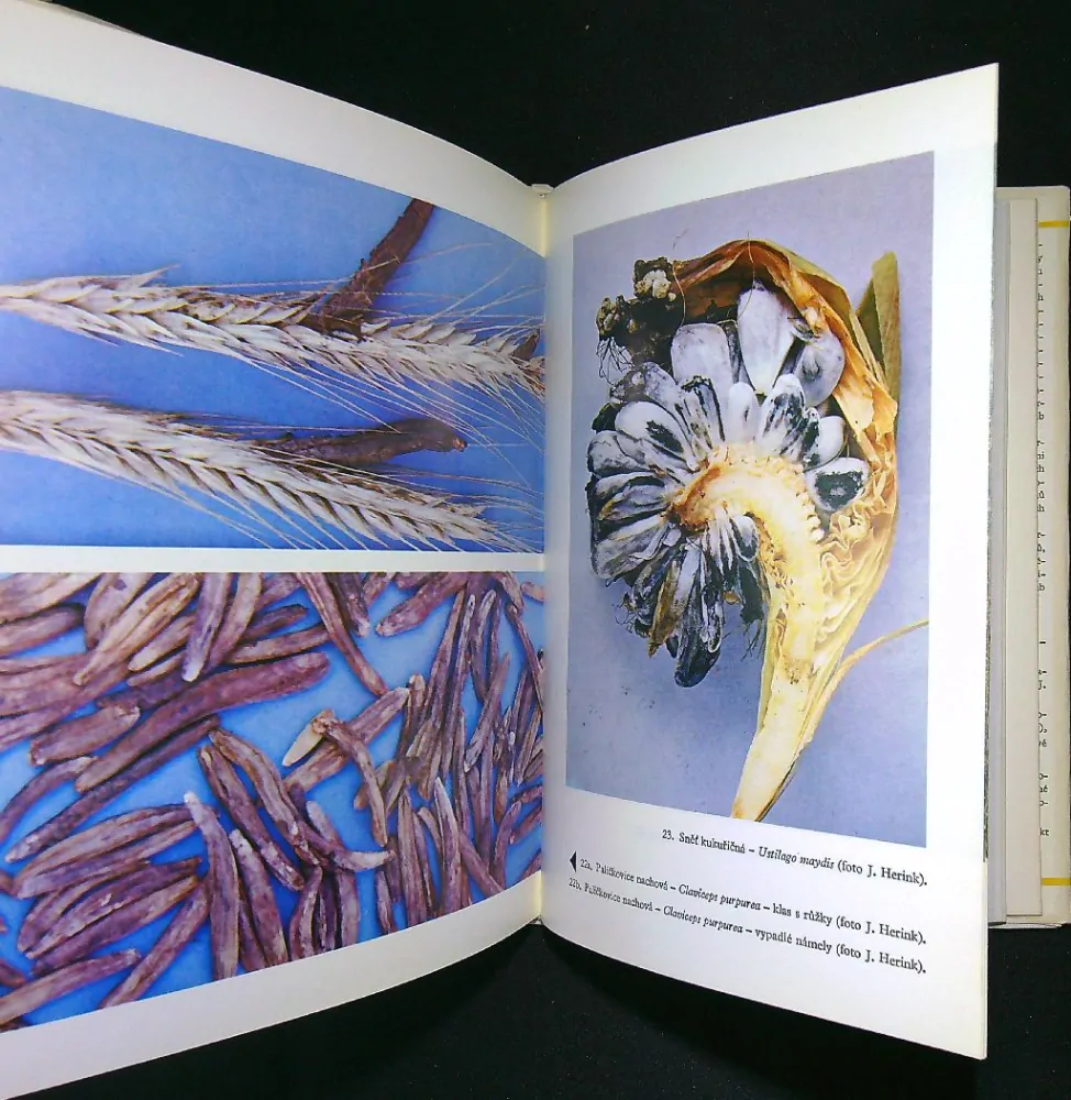 Léčivé houby dříve a nyní