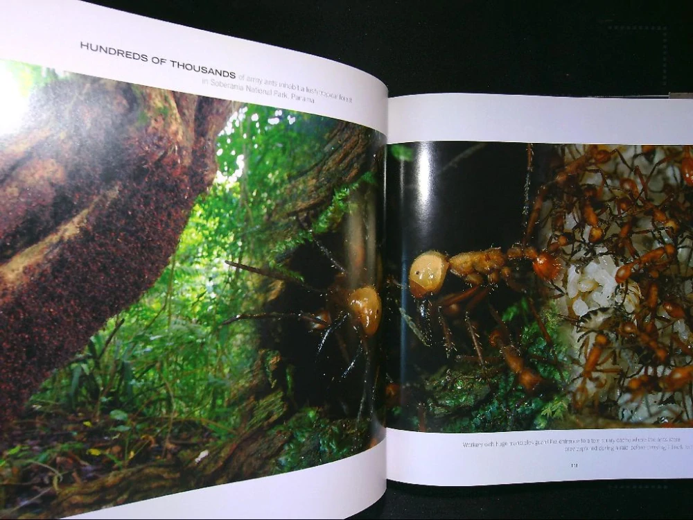 National Geographic - Great migrations