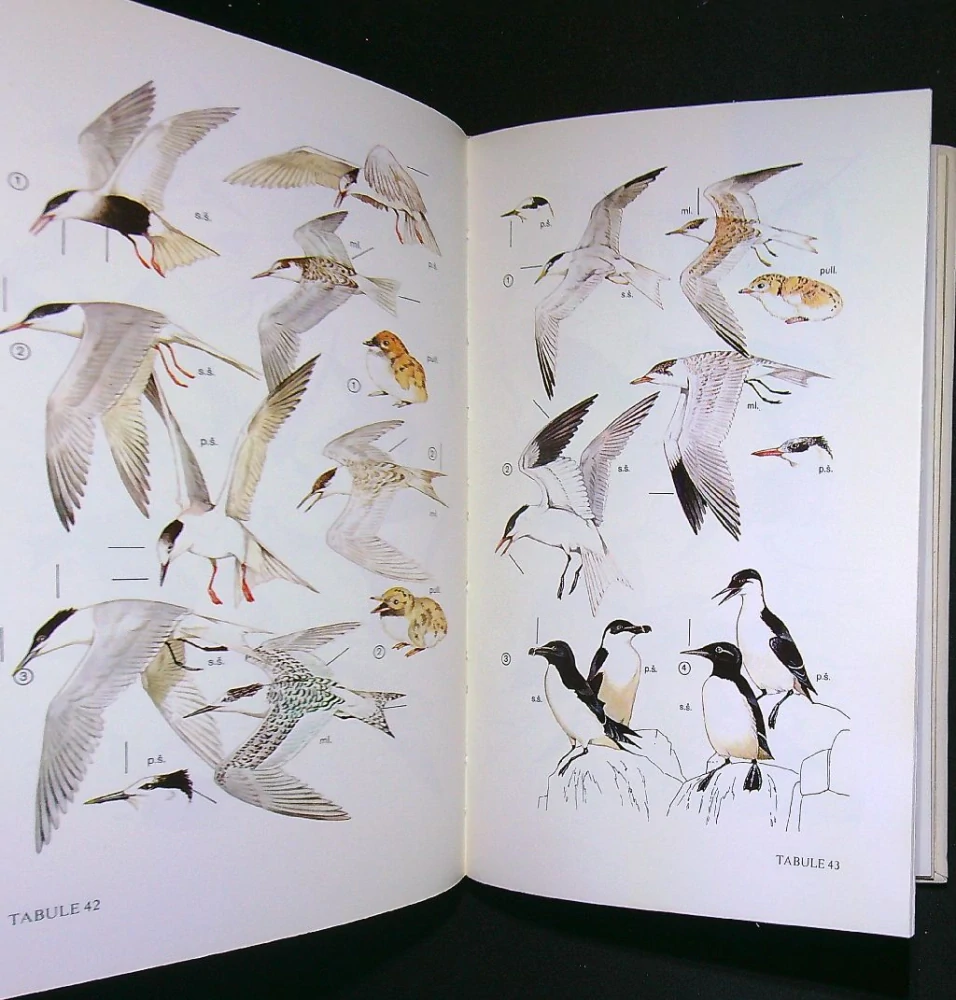 Klíč k určování našich ptáků v přírodě