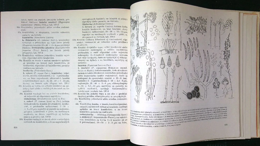 Kľúč na určovanie výtrusných rastlín II.