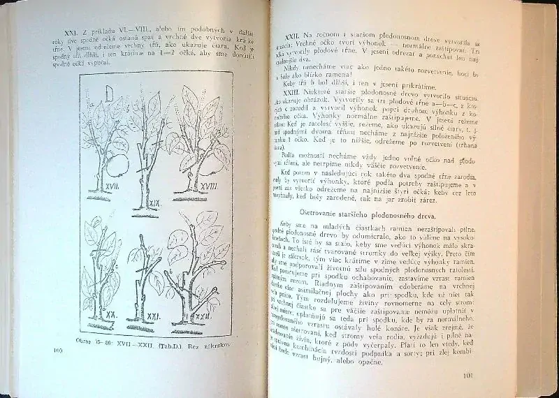 Zákrsky kerové a tvarované