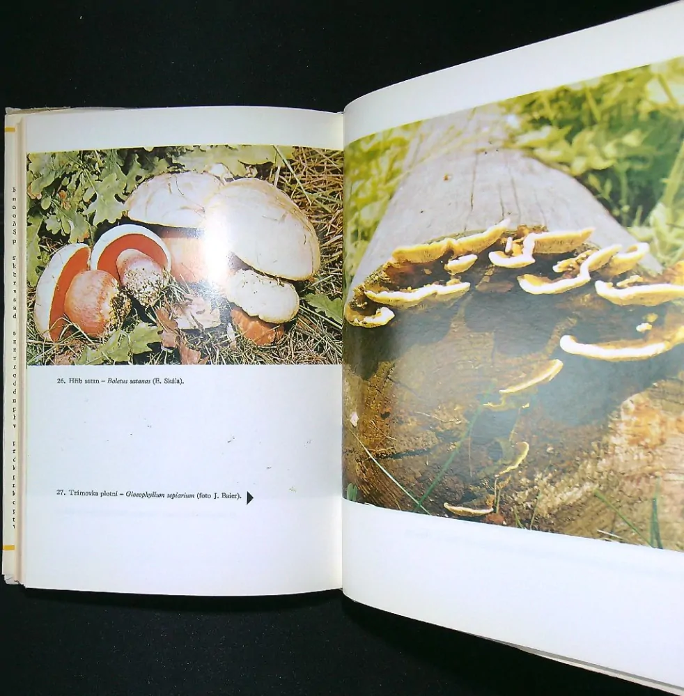 Léčivé houby dříve a nyní