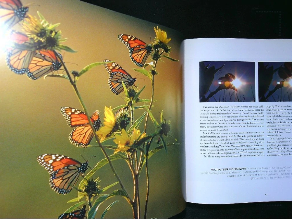 National Geographic - Great migrations