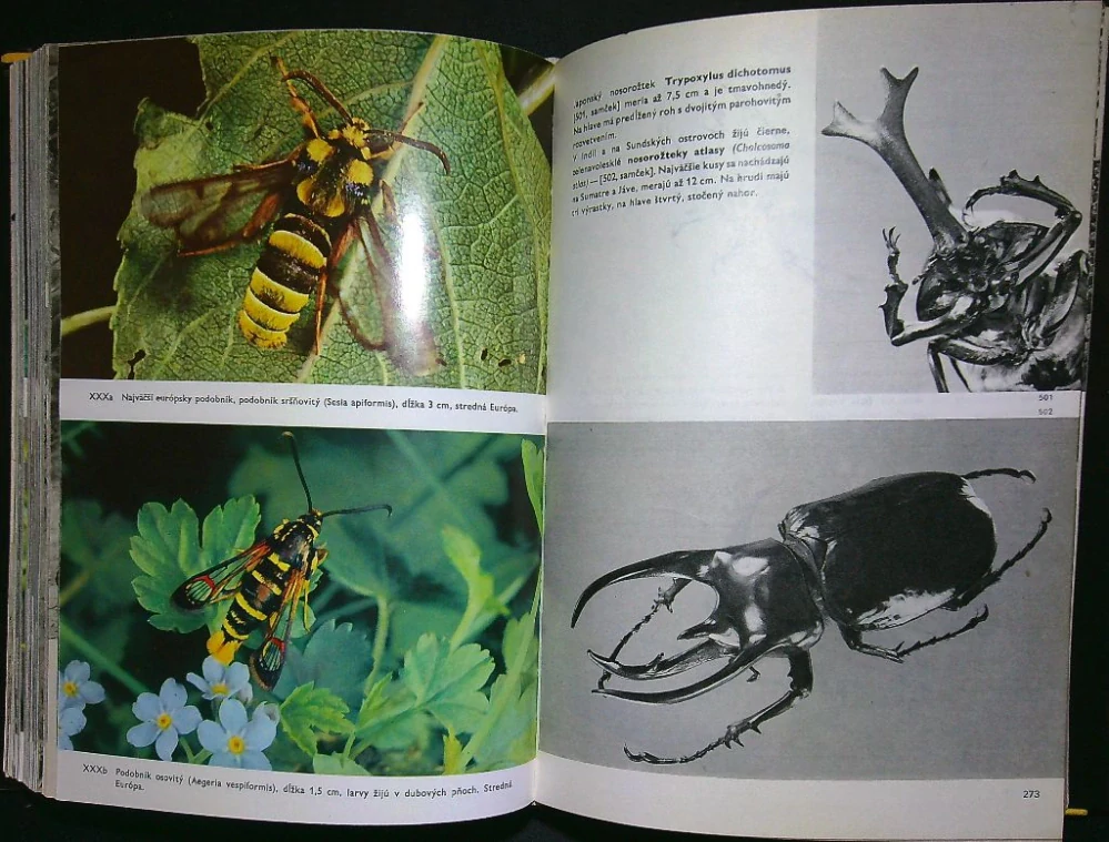 Veľký obrazový atlas hmyzu